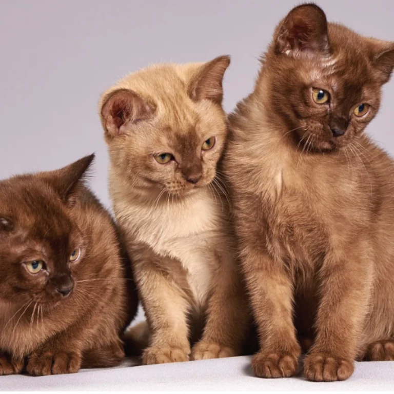 Action for local animals and their owners