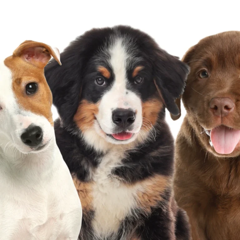 Can you help us, help them?