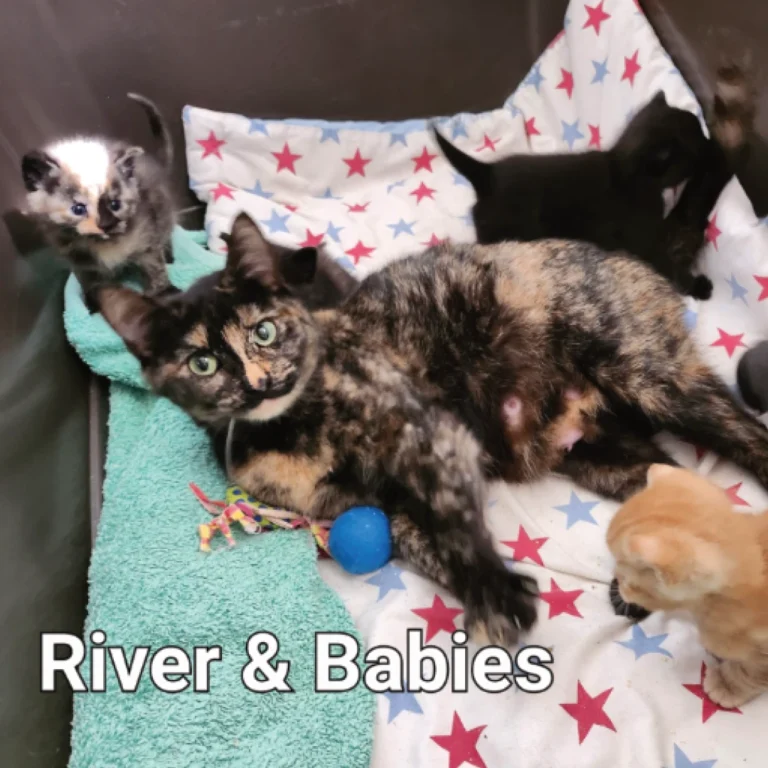 Some recent animals for re-homing