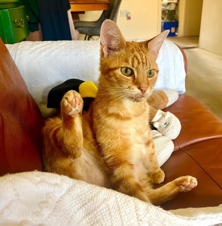 Animals we rehomed in 2025