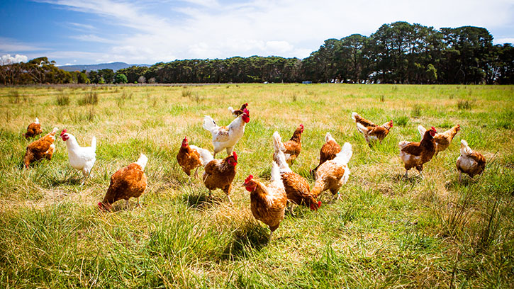 Ban cages for laying hens - respond to the consultation