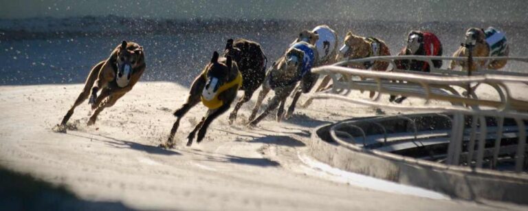 End cruel greyhound racing in England