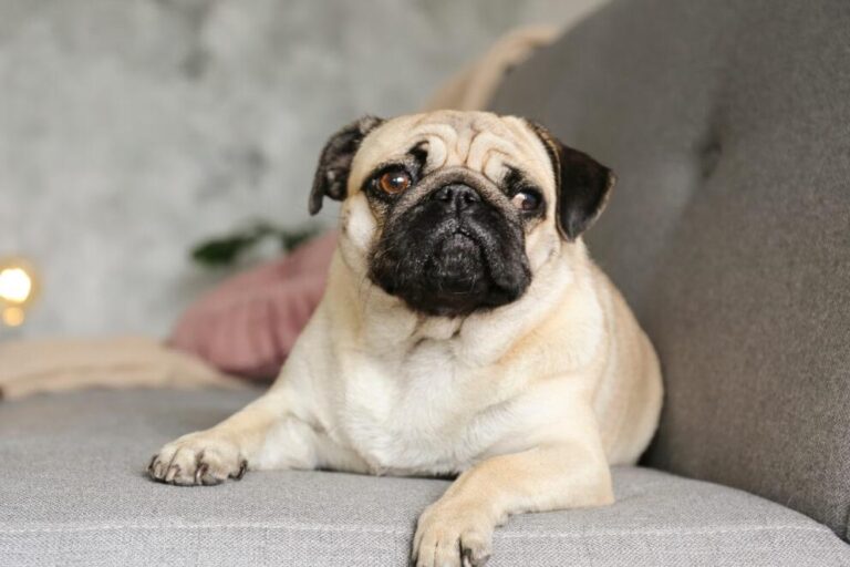 Healthier breeds, happier dogs